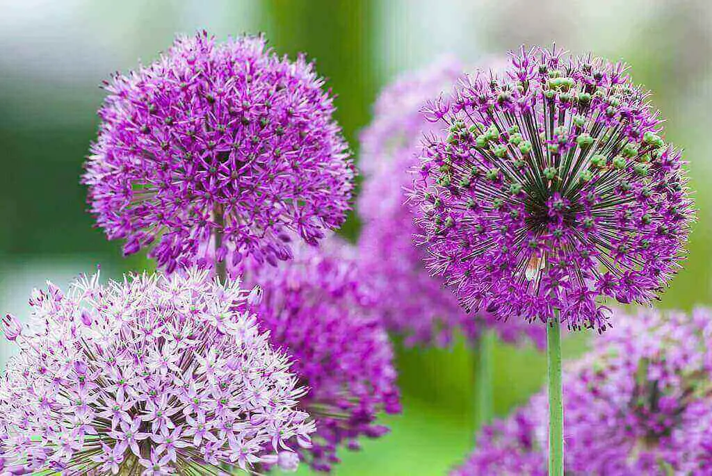Alliums are hardy perennials that add fragrance and color to any garden.