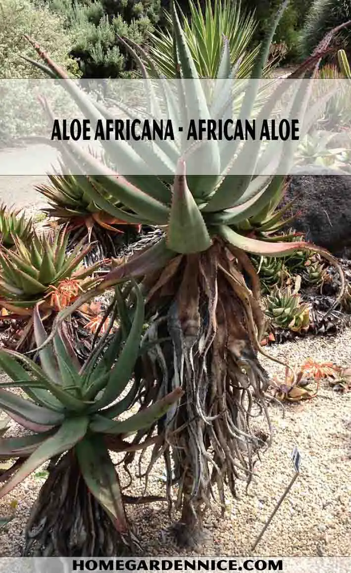 Aloe Africana - African Aloe