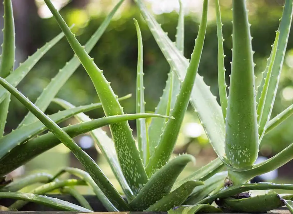 Aloe Barbadensis Miller - Types of Aloe Plants