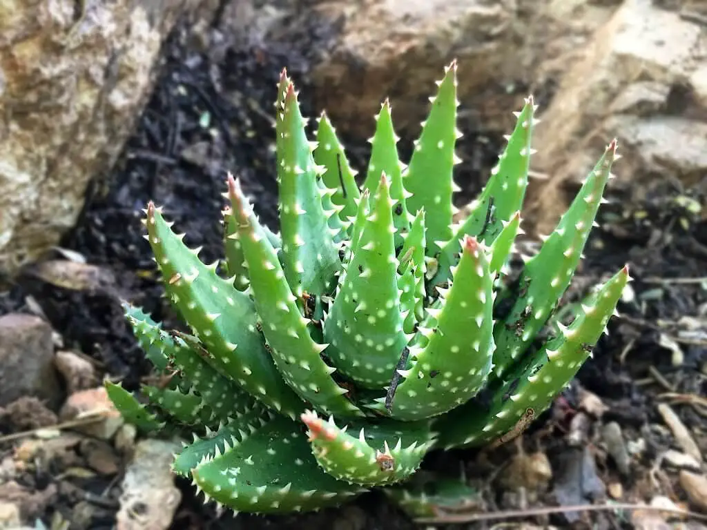 Aloe Crosby’s Prolific - Types of Aloe Plants