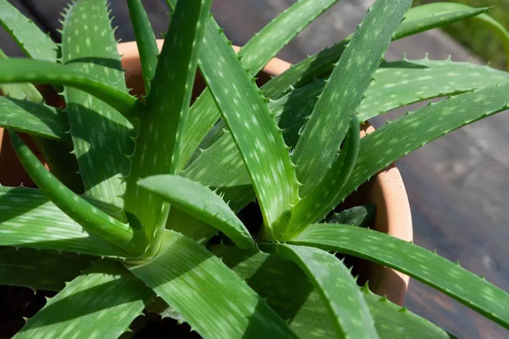 Aloe Vera is an excellent plant to grow in your home or garden - Types of Succulents