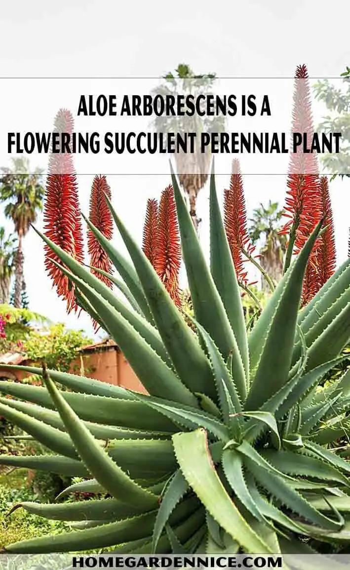 Aloe arborescens is a flowering succulent perennial plant