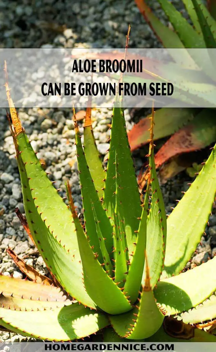 Aloe broomii can be grown from seed - Types of Aloe Plants