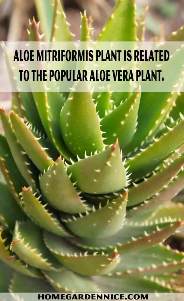 Aloe mitriformis plant is related to the popular Aloe vera plant.