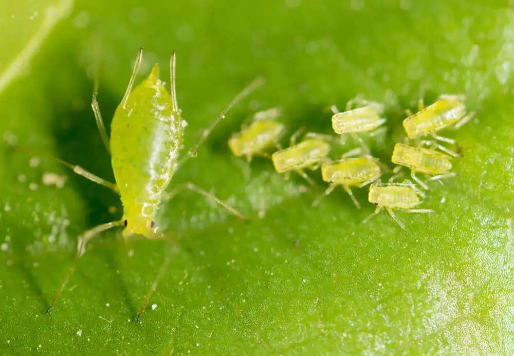 Aphids can cause damage to the ZZ plant