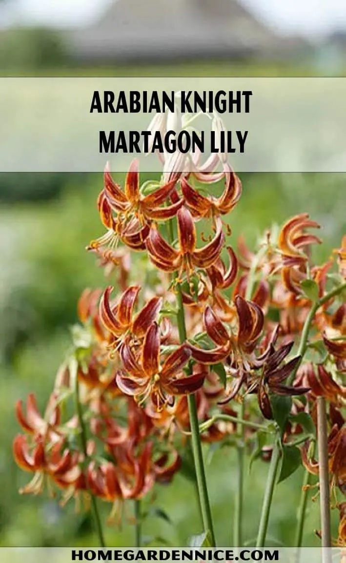 Arabian Knight – Martagon Lily
