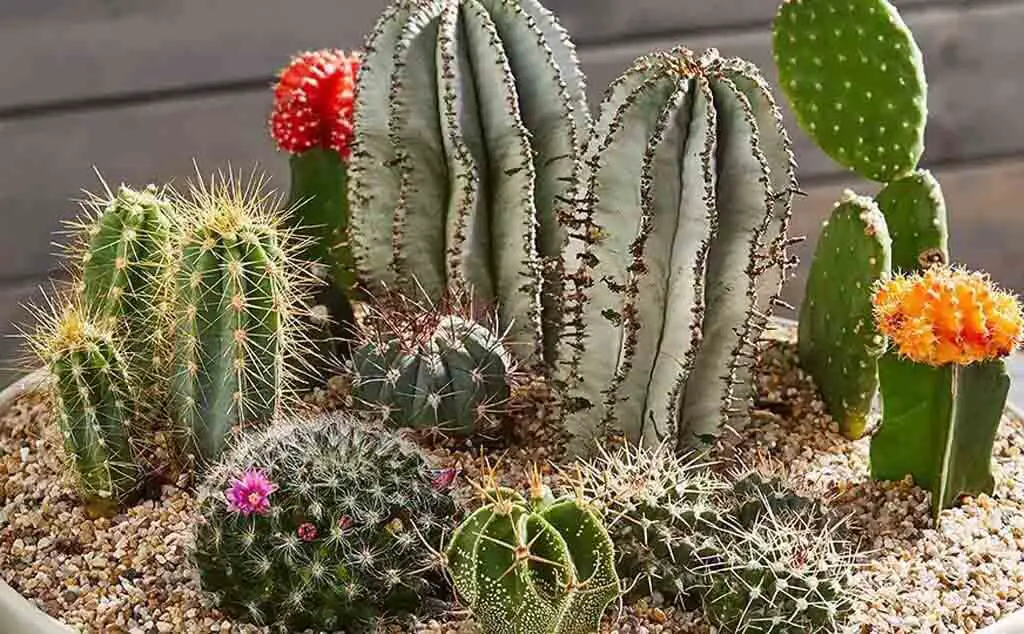 Cacti is a large genus of plants native to South America