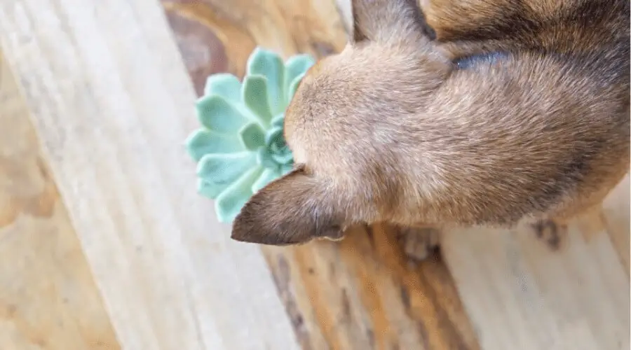 Are succulents poisonous to Dogs