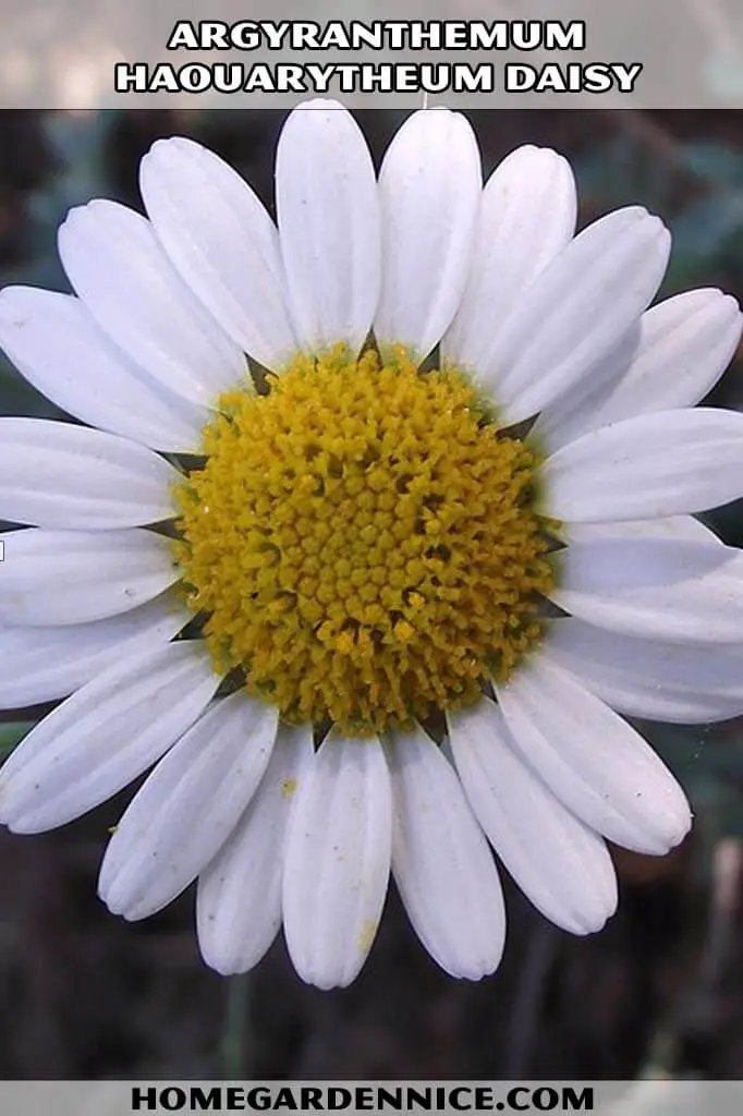 Argyranthemum Haouarytheum - types of daisies