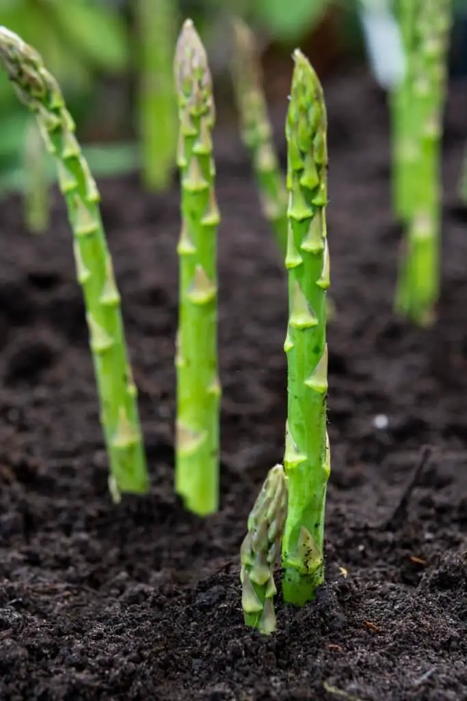Asparagus and peppers are complementary plants
