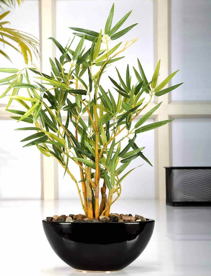 Bamboo -Japanese Indoor Plants