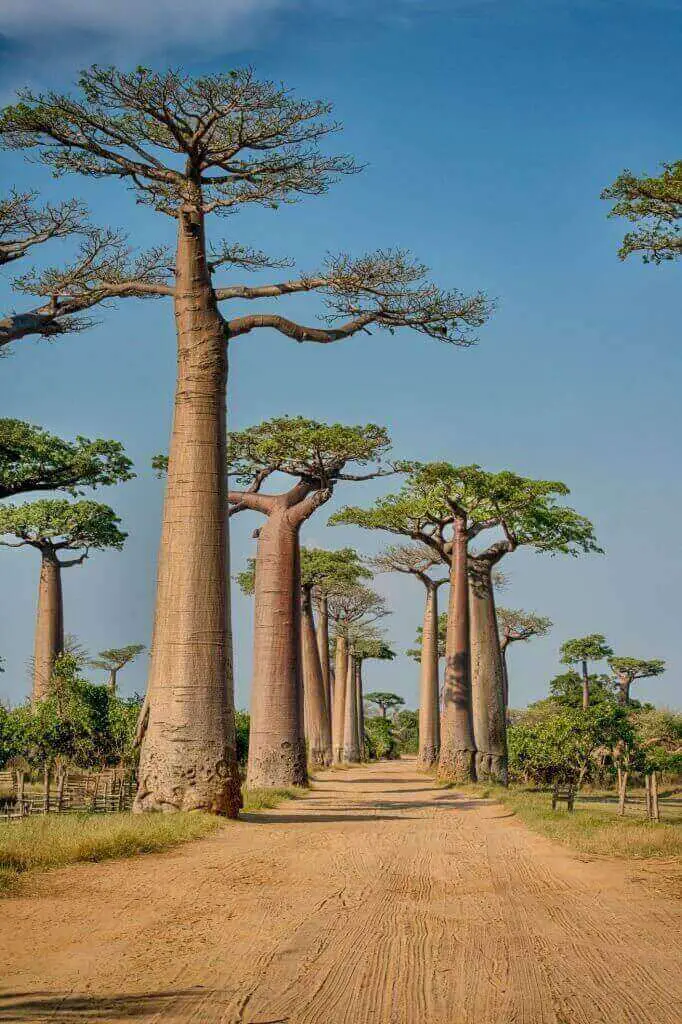 Baobab - types of tall succulents