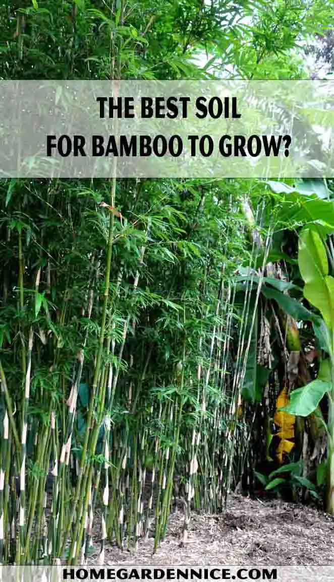 The Best Soil for Bamboo to Grow