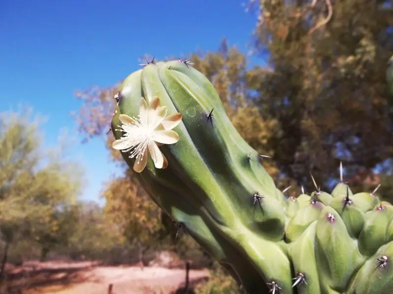 Blue Myrtle Cactus Rare