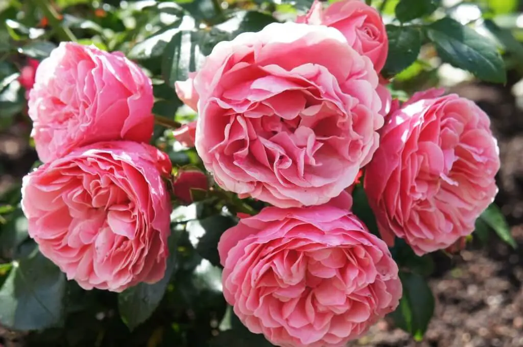 Bourbon rose is usually deep pink or red