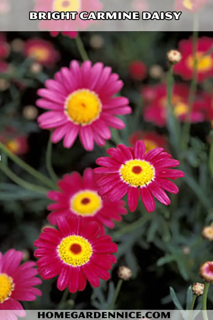 Bright Carmine Daisy - types of daisies