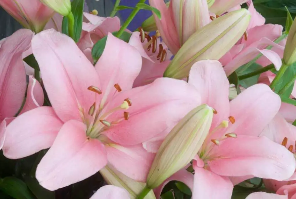 Brindisi – Longiflorum-Asiatic Lily