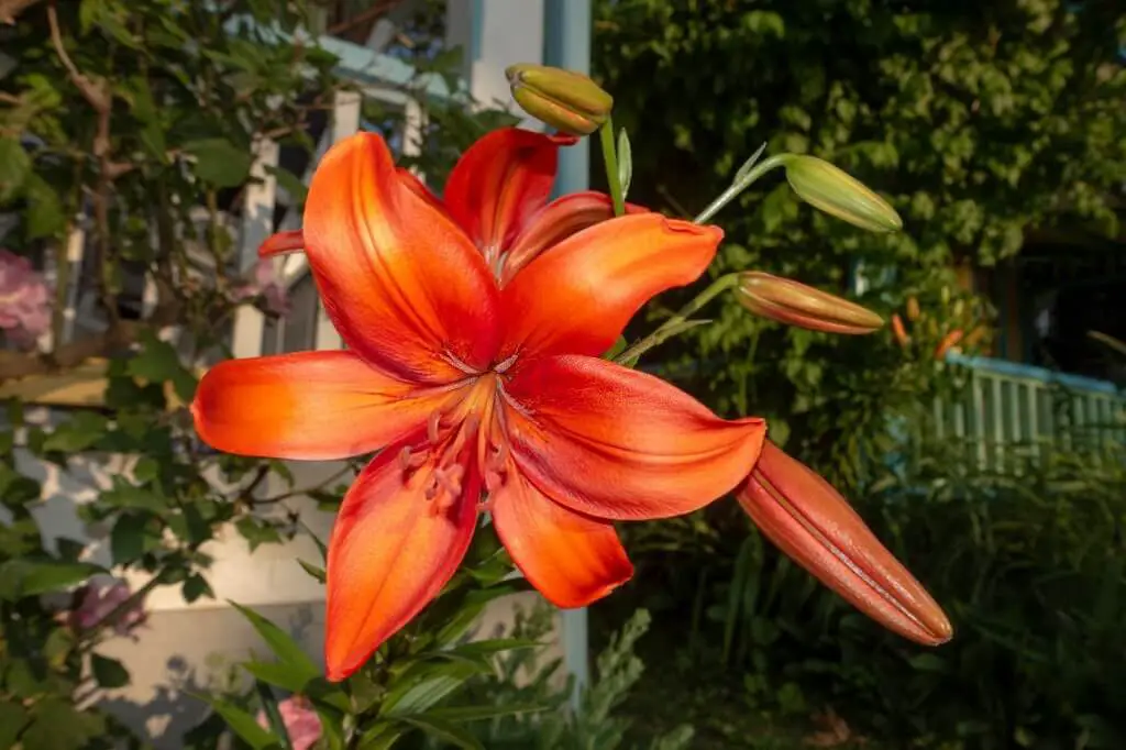 Brunello – Asiatic Lily