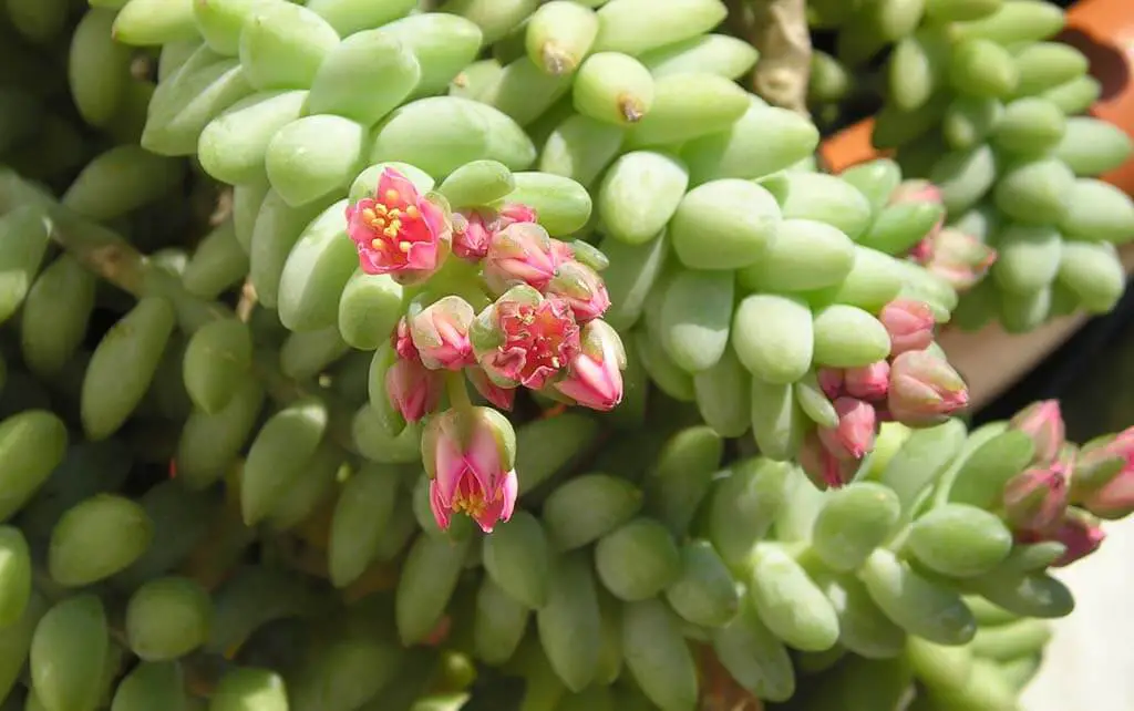 The burro's tail can be propagated from leaf or stem cuttings.