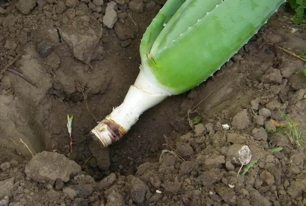 Can Aloe Vera Grow Without Roots