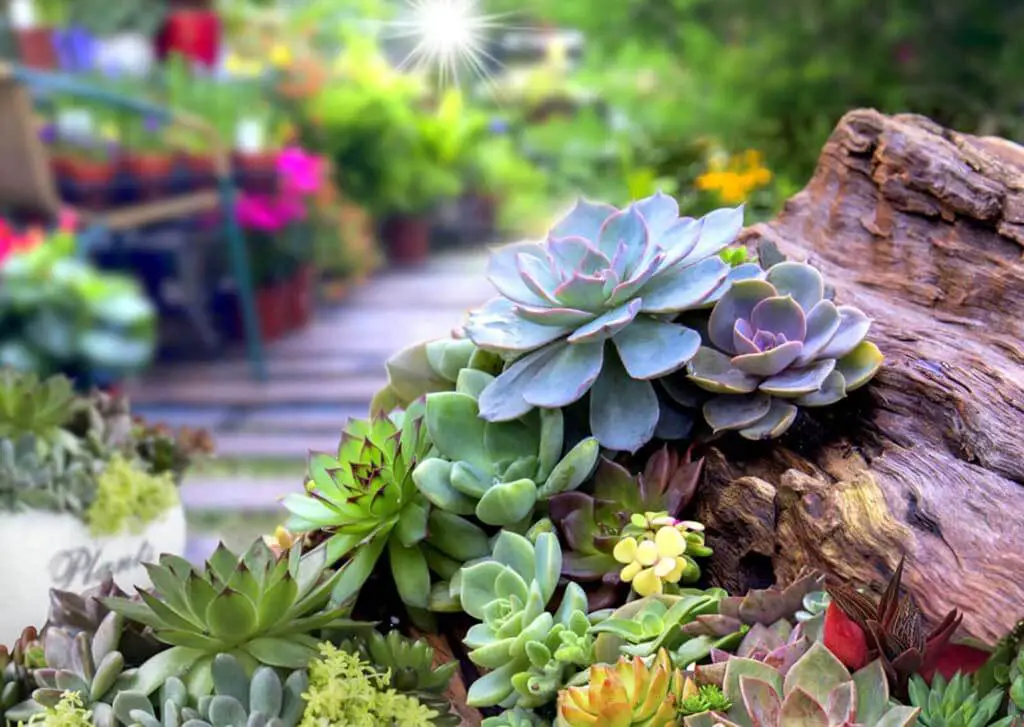 Can Succulents Live Outside
