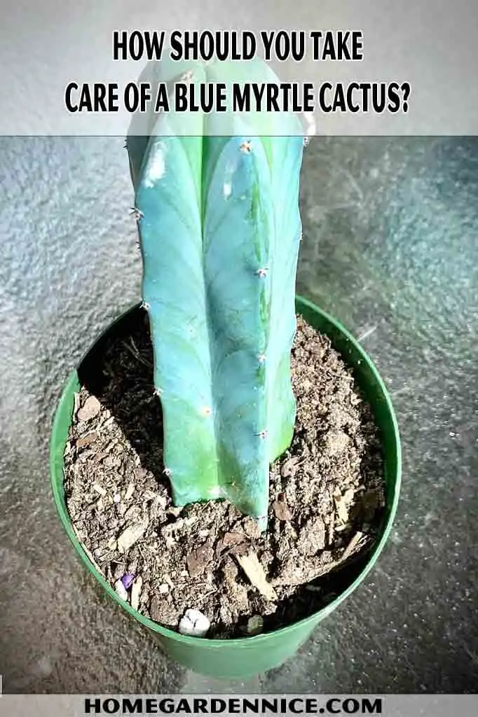 Care Of A Blue Myrtle Cactus