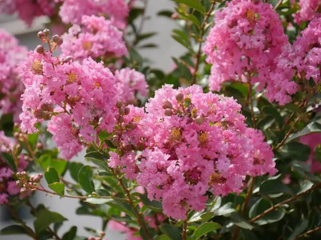 Caring For Twilight Crape Myrtle Trees