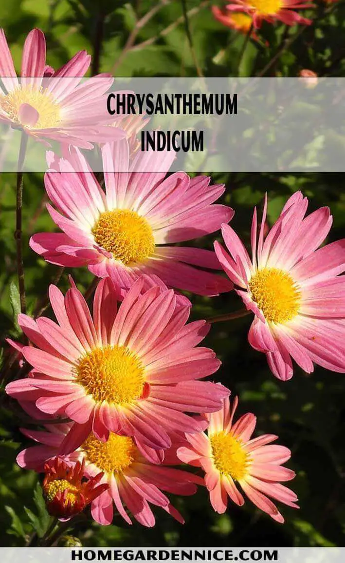 Chrysanthemum Indicum types of daisies