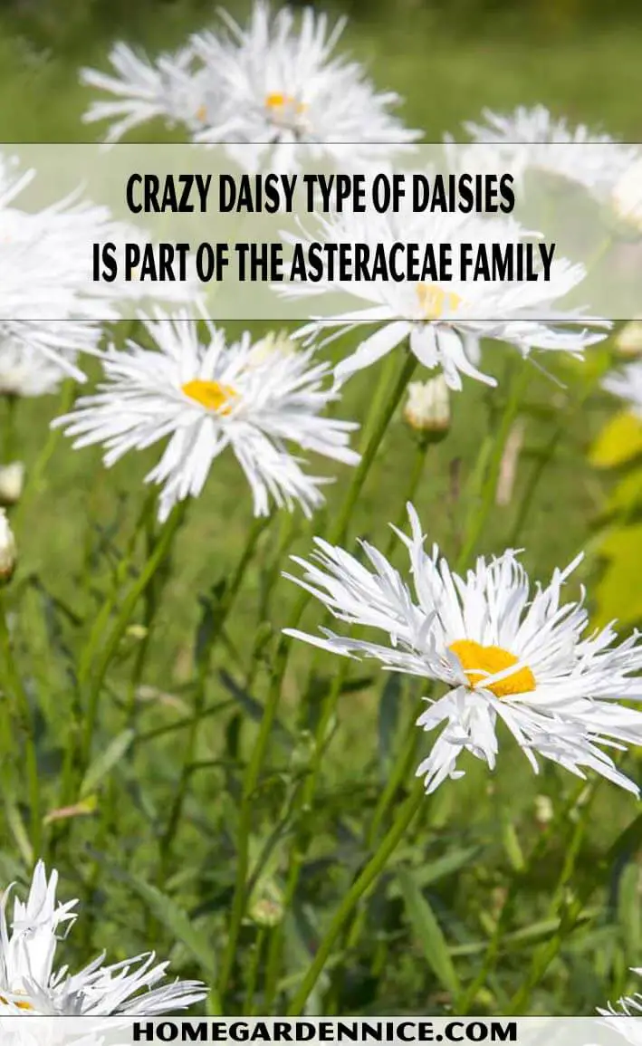 Crazy Daisy Type Of Daisies is part of the Asteraceae family