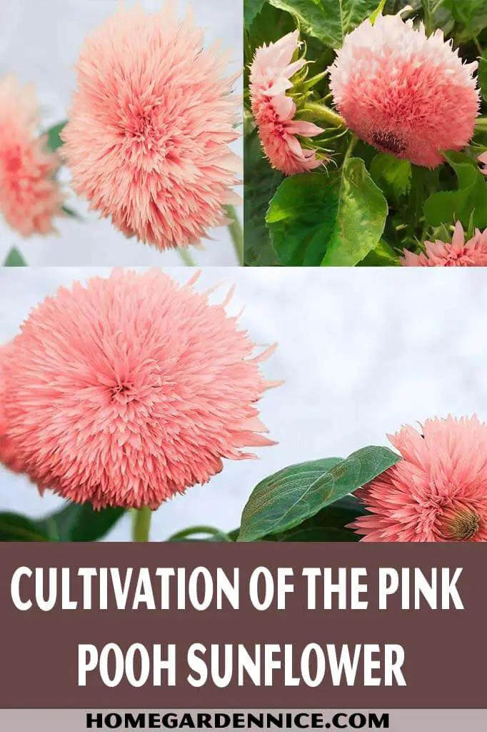 Cultivation Of The Pink Pooh Sunflower