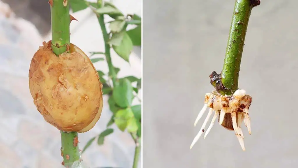 Cuttings by using Potatoes