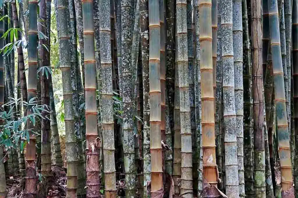 Dendrocalamus giganteus - Giant bamboo