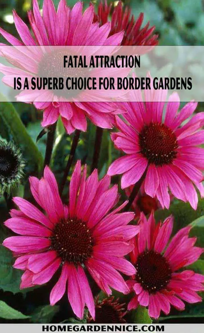 Fatal Attraction is a superb choice for border gardens