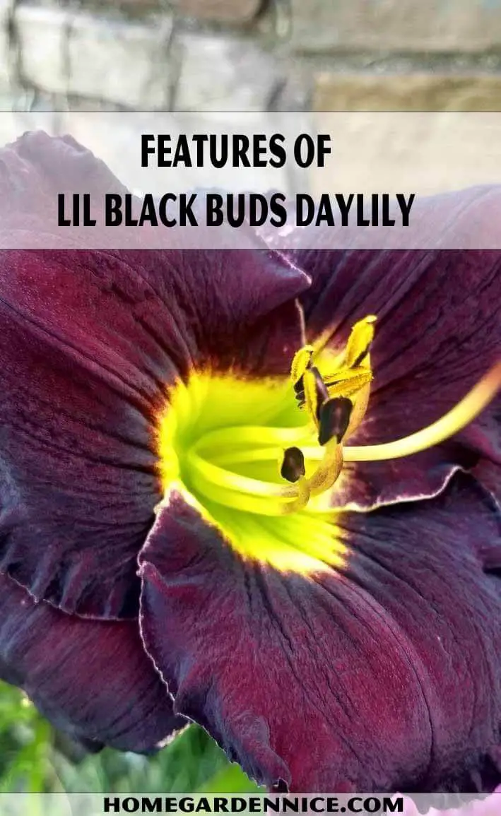 Features Of Lil Black Buds Daylily