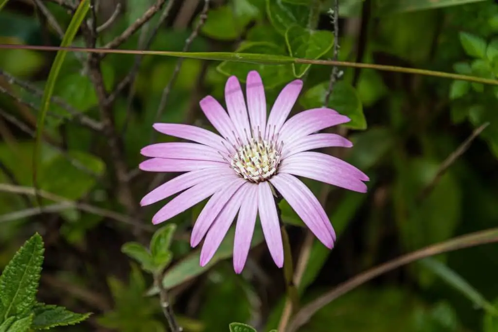 Gerbera Viridifolia types of daisies