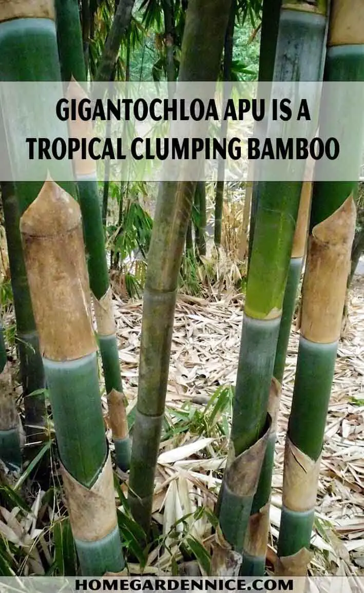 Gigantochloa apu is a tropical clumping bamboo