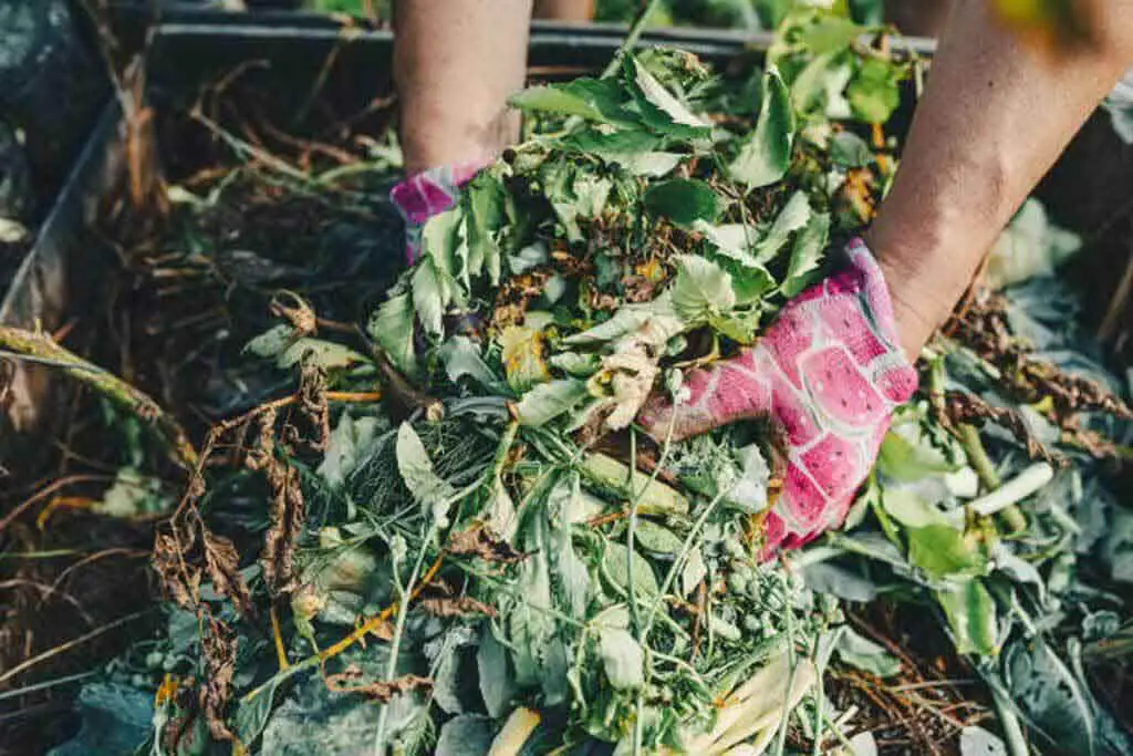 What's so great about Green Manure Compost
