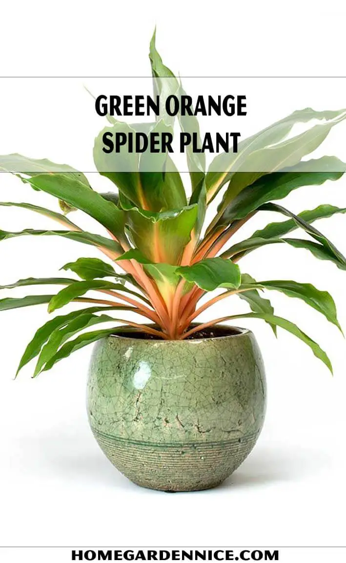 Green Orange Spider Plant