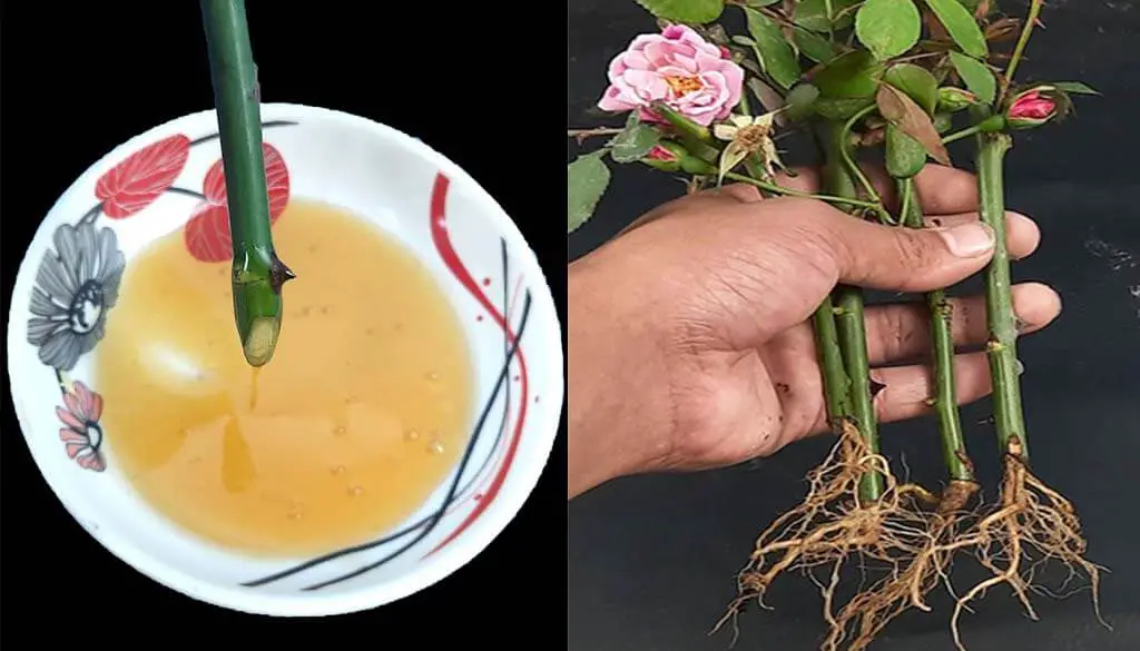 Growing Roses from Cuttings With Honey