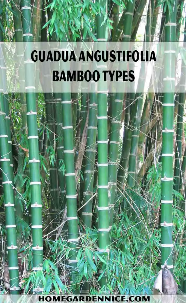 Guadua Angustifolia Bamboo Types