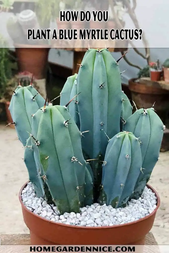 How Do You Plant A Blue Myrtle Cactus