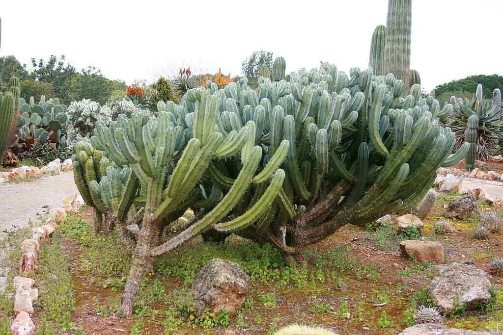 How Fast Does A Blue Myrtle Cactus Grow