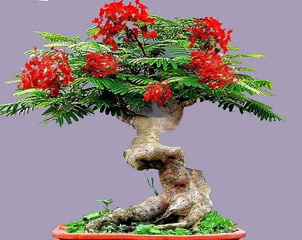 How Much Time Does It Take For A Royal Poinciana To Grow
