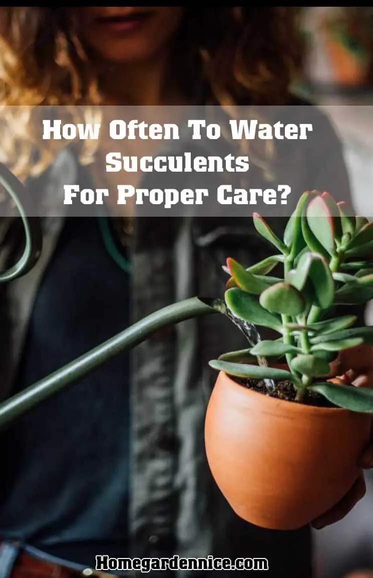 How Often To Water Succulents For Proper Care