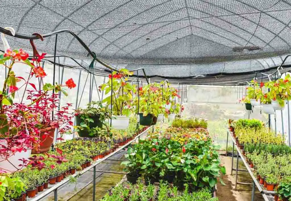 How The Greenhouse Has Helped People In Need