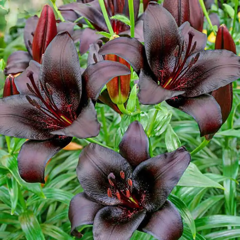 How To Care For Lil Black Buds Daylily