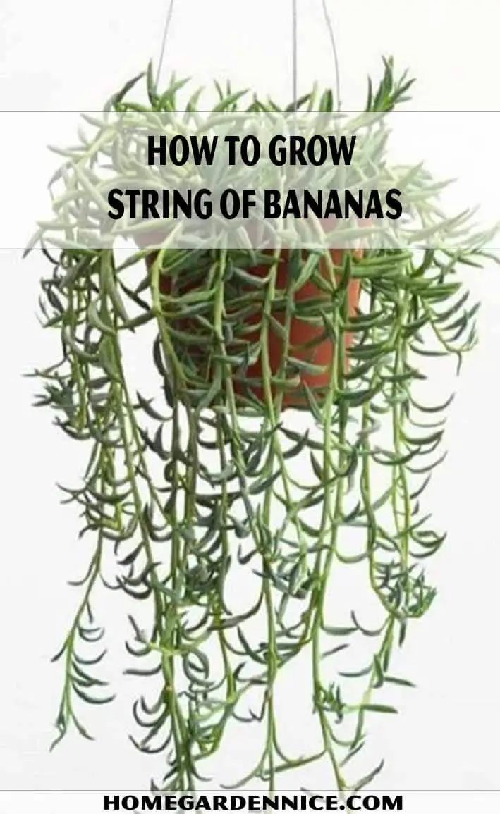 How To Grow String Of Bananas