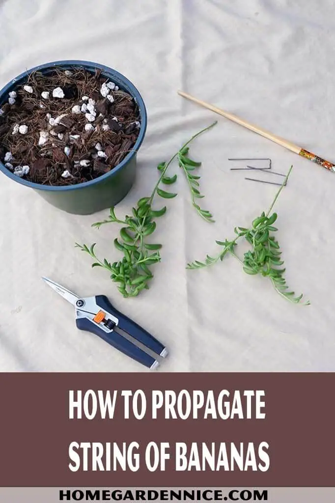 How To Propagate String Of Bananas
