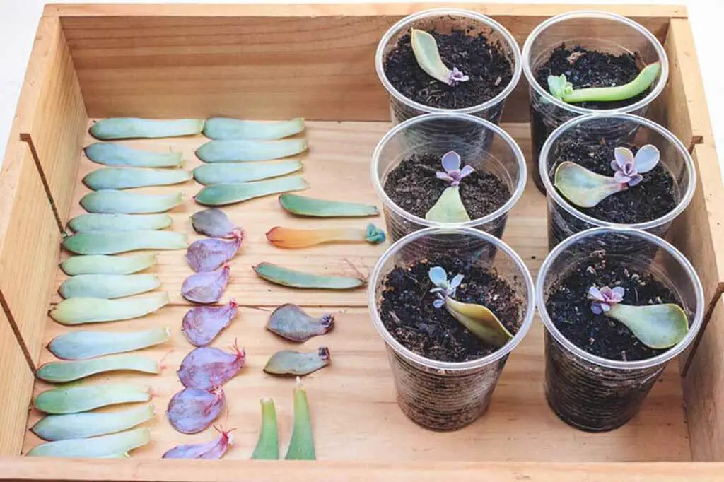 How To Propagate Succulents