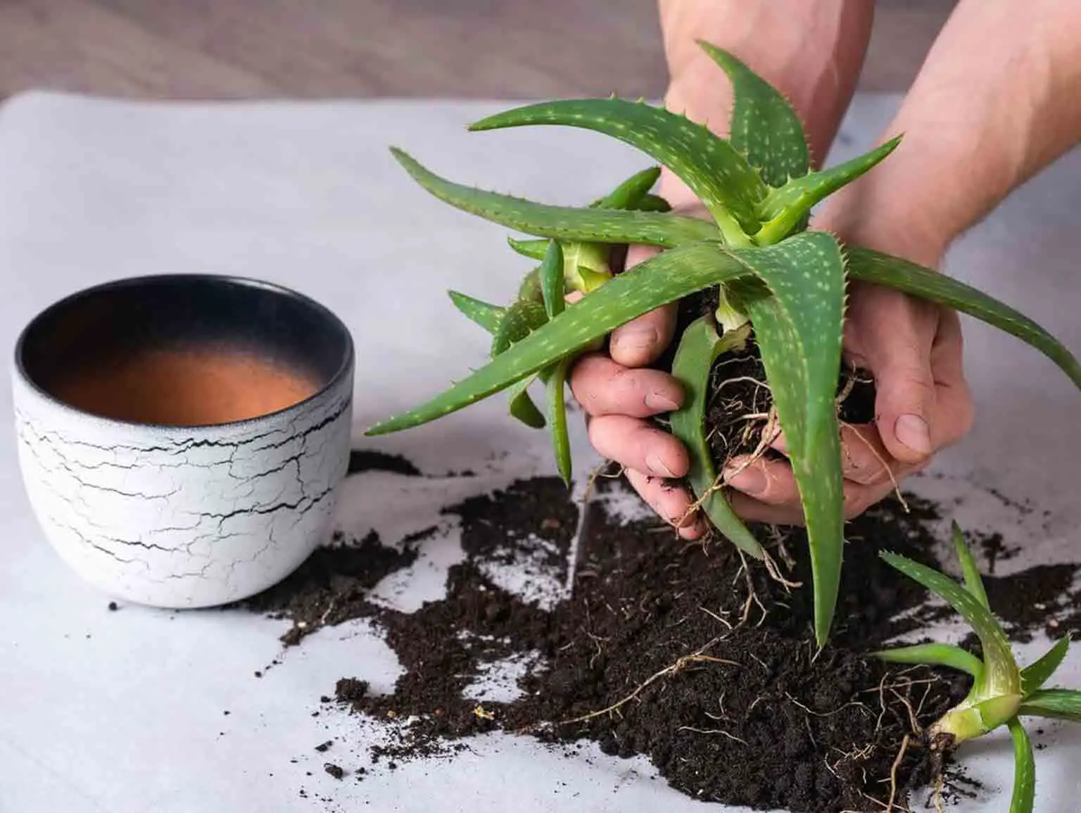 How to Plant Aloe Vera Plant